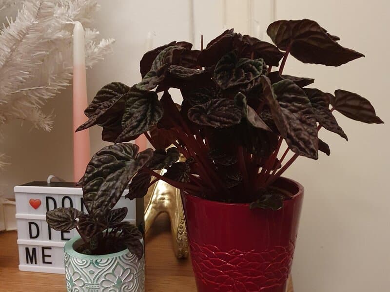 red ripple peperomia