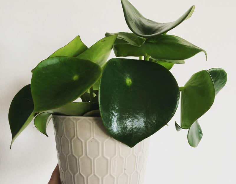 teardrop peperomia