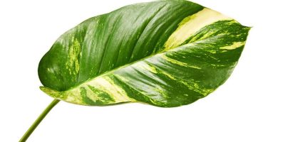 Why Are My Pothos Leaves Turning Brown