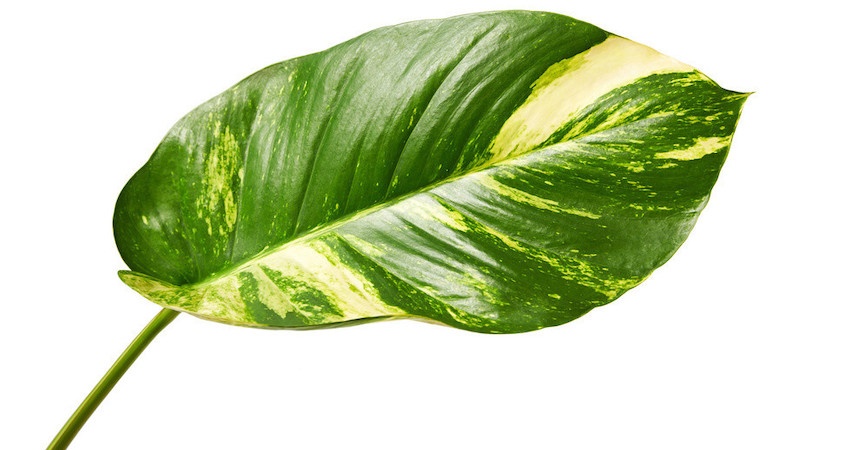 Why Are My Pothos Leaves Turning Brown