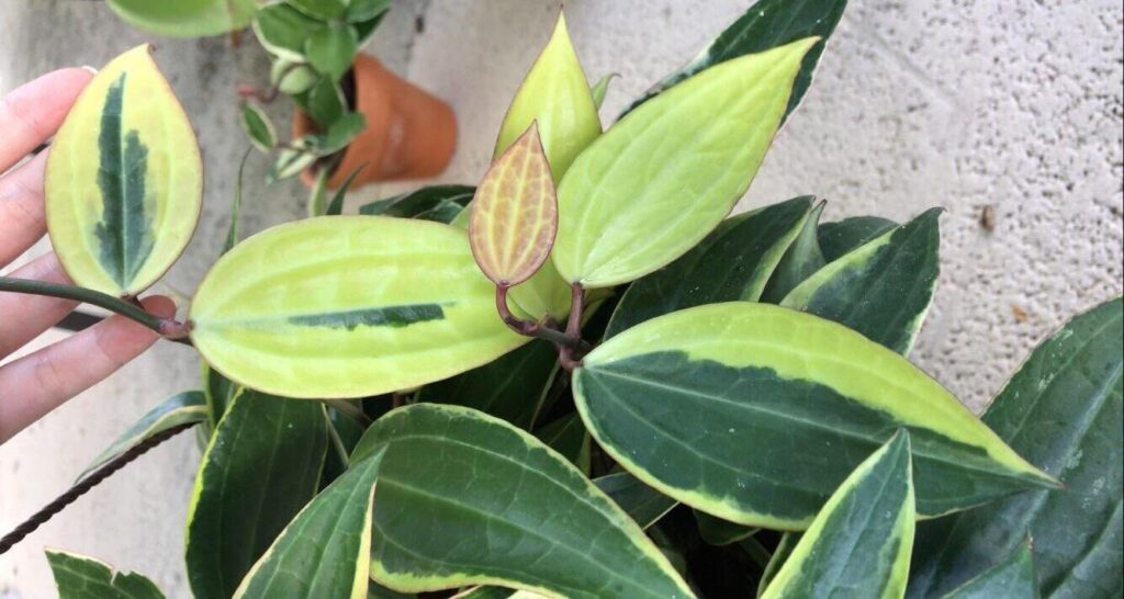 hoya macrophylla care