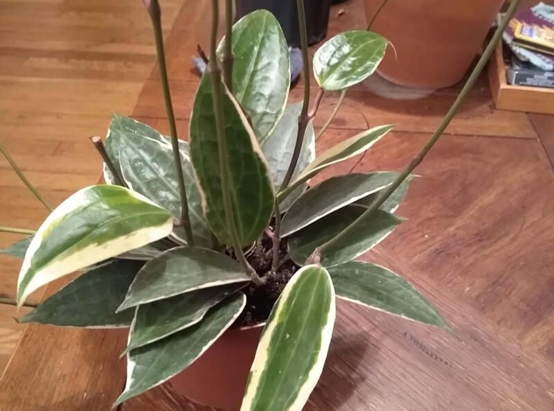 hoya macrophylla light requirements