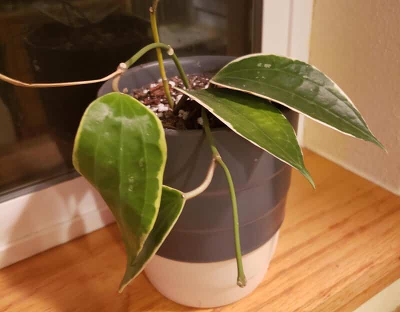 watering hoya macrophylla