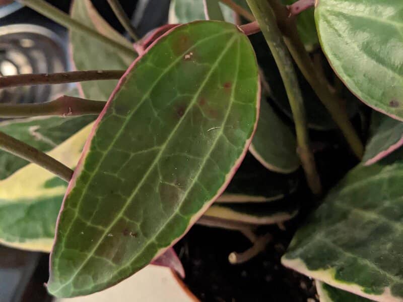 fertilizing hoya macrophylla