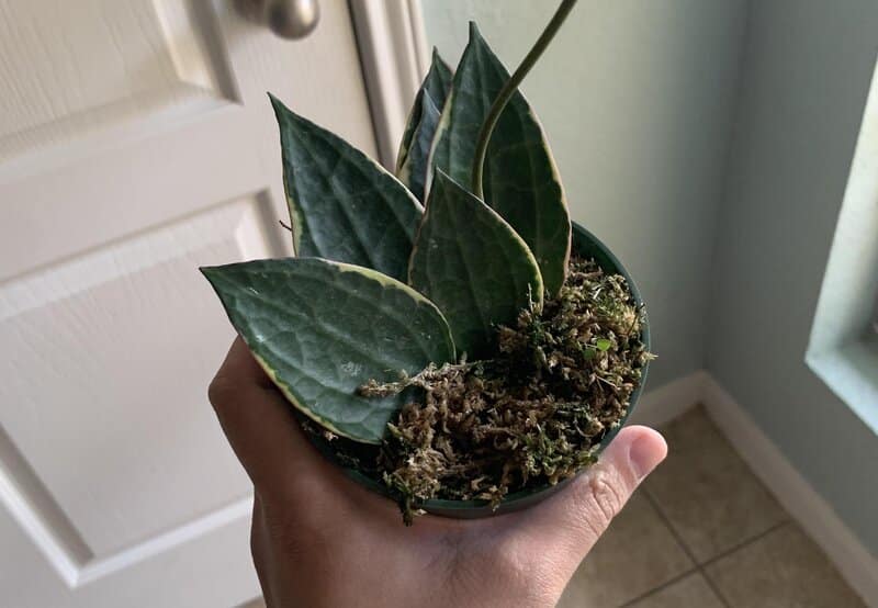 propagating macrophylla with moss