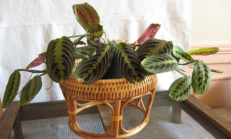 Maranta leuconera “Erythroneura” Red Prayer Plant
