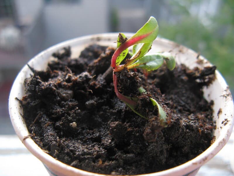 Propagating Using Plantlet