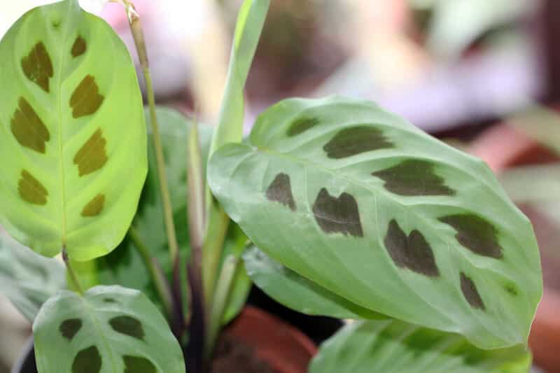 Maranta leuconera “Kerchoveana” Green Praying Plant