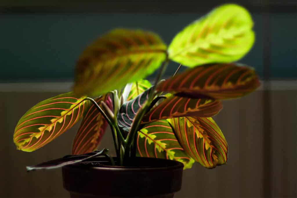 Prayer PLant Maranta Leuconera