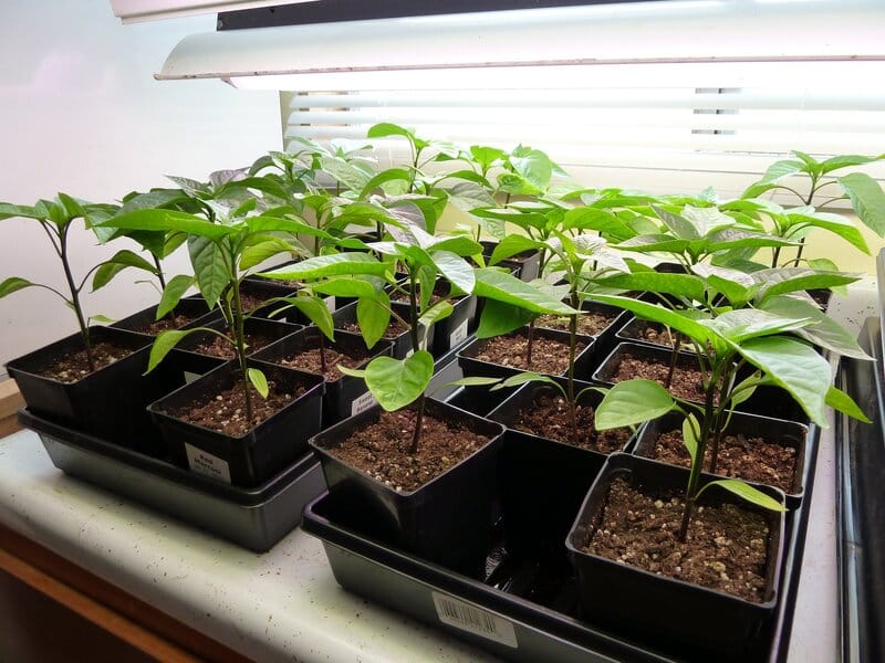 Artificial Light for Indoor Plants