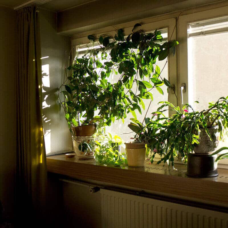 Full Sun for Indoor Plants 