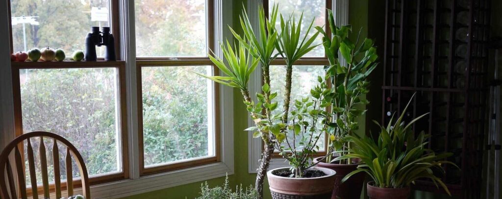 Houseplant Care