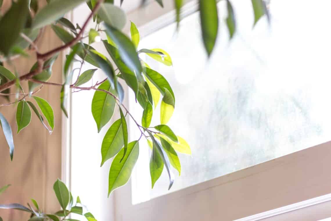 Plant Lighting- Guide for Gardening Beginners