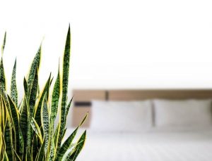 Benefits of Snake plants