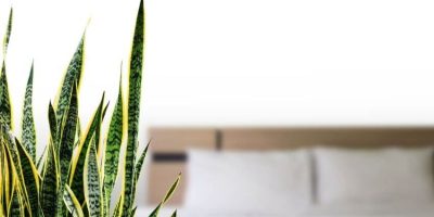 Benefits of Snake plants