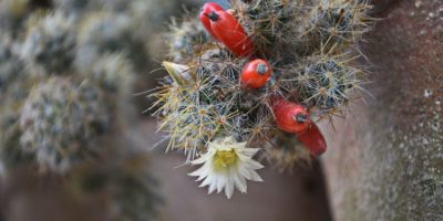 Black Spots on Cactus