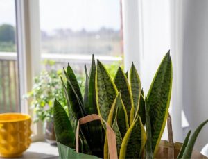 How to Revive Snake Plant