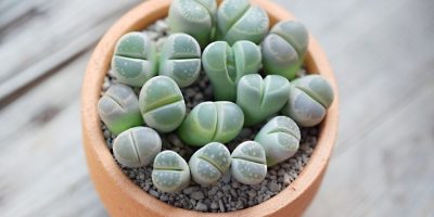 How to Save Overwatered Lithops