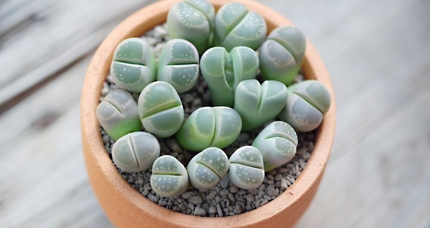 How to Save Overwatered Lithops