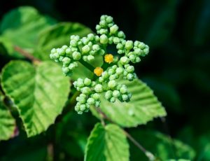 Hydrangea Leaves
