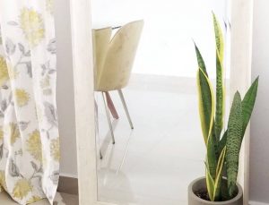 Maintanance of Snake Plants