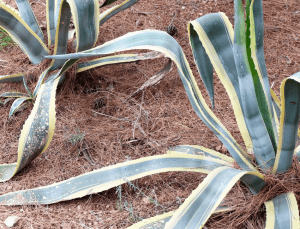Popular Issues with Snake Plants