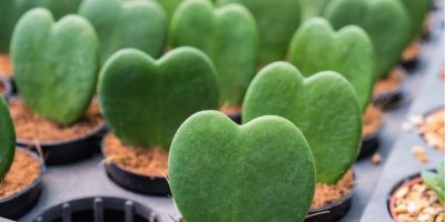 hoya leaves turning yellow