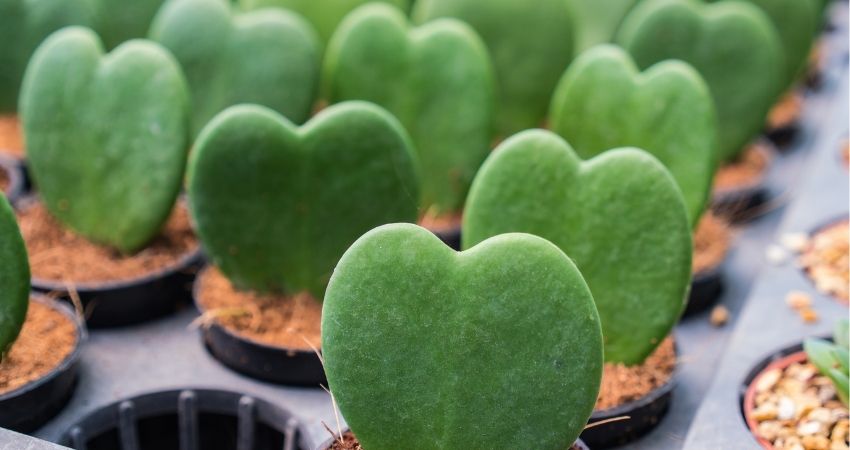 hoya leaves turning yellow