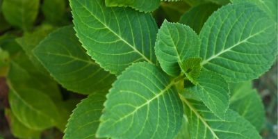 hydrangea leaves turning yellow