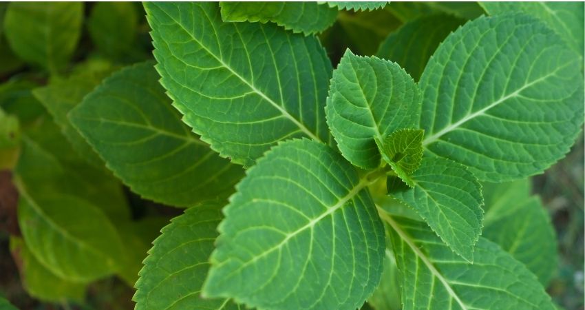 hydrangea leaves turning yellow