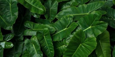 philodendron leaves curling