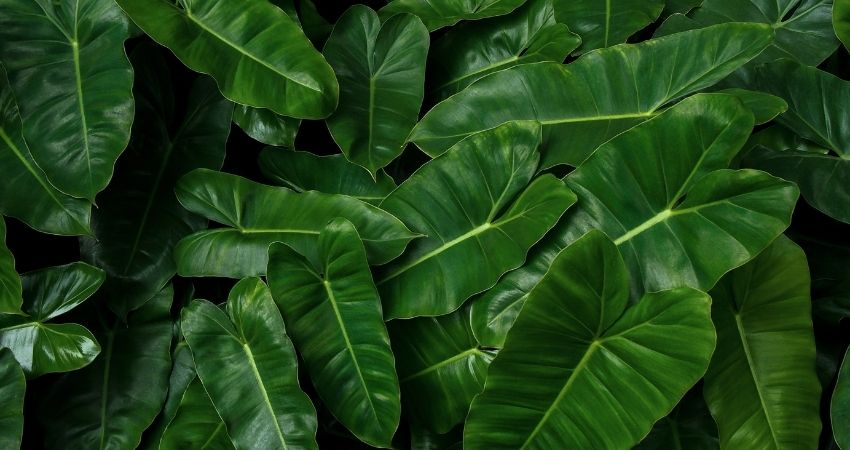 philodendron leaves curling