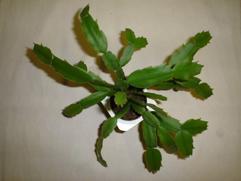 Adequate Pot Size for Christmas Cactus