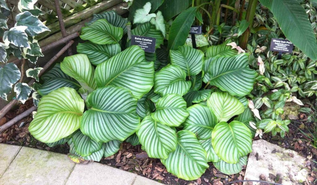 Calathea Fasciata
