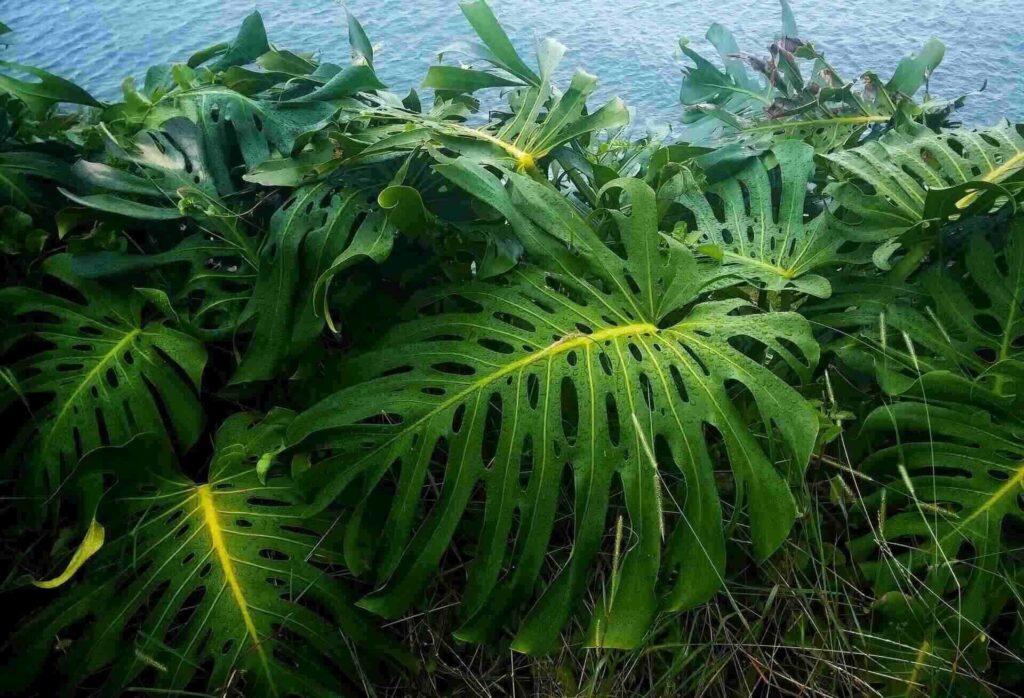 Monstera leaves curling