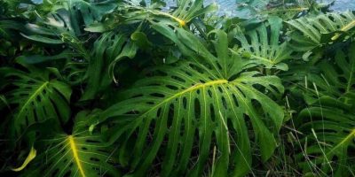 Monstera leaves curling