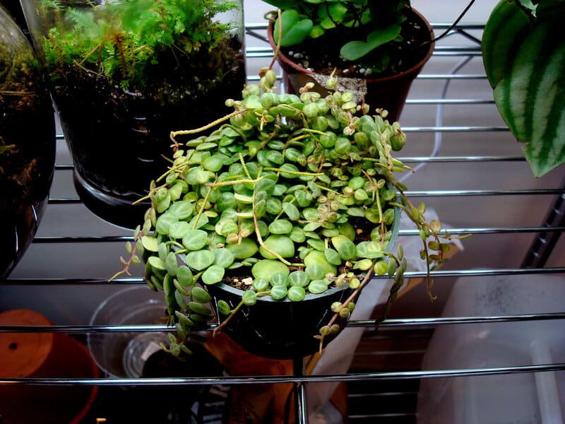String of Turtles in a pot