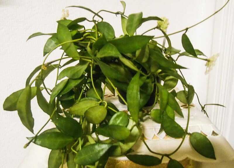 Prune Hoya lacunosa to get the desired shape