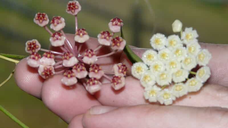 Hoya lacunosa needs proper humidity to bloom