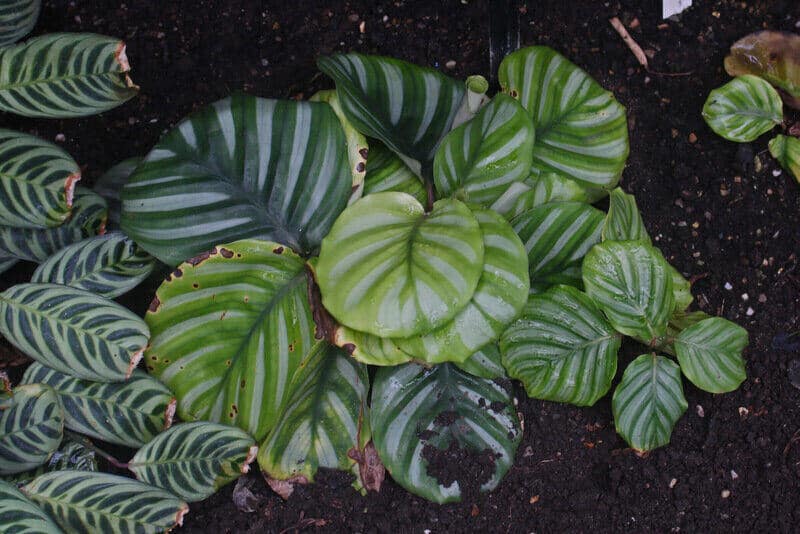 Calathea Fasciata leaves have brown edges