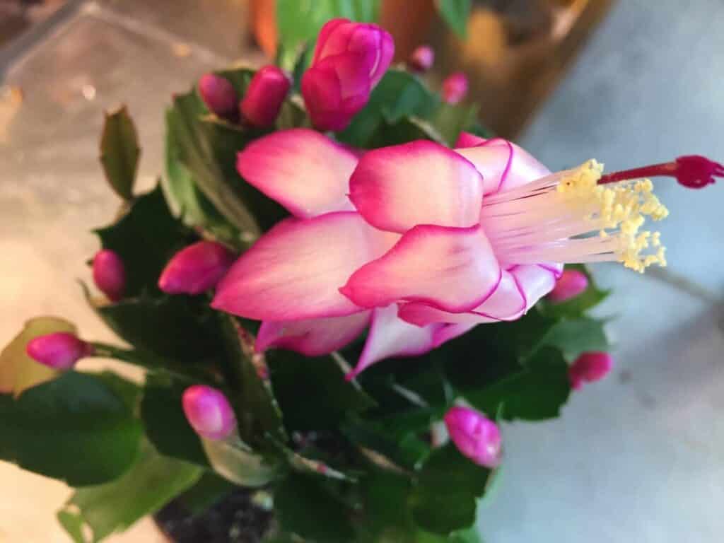 Christmas Cactus Schlumbergera