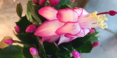 Christmas Cactus Schlumbergera