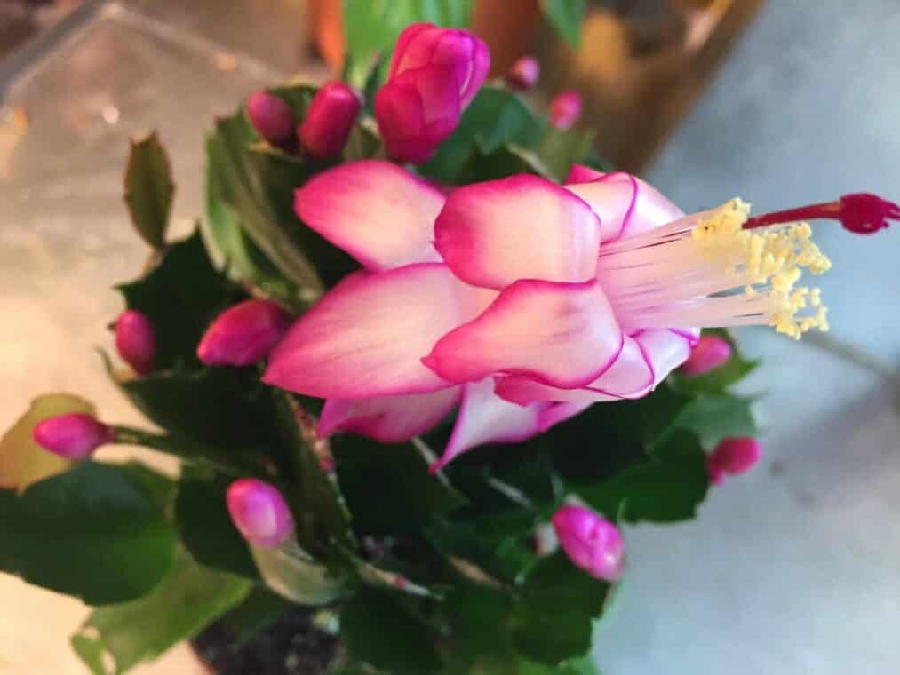 How to Care for Christmas Cactus – Ultimate Guide