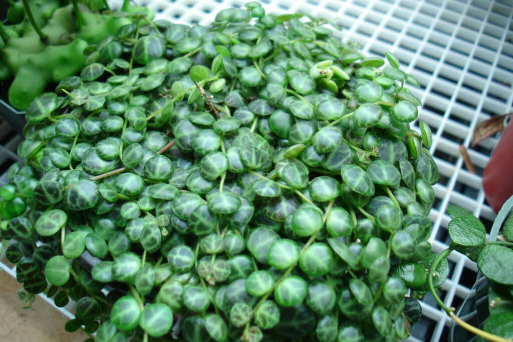 Peperomia Prostrata String of Turtles