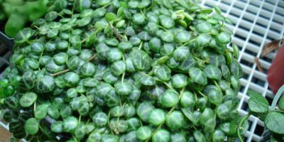 Peperomia Prostrata String of Turtles