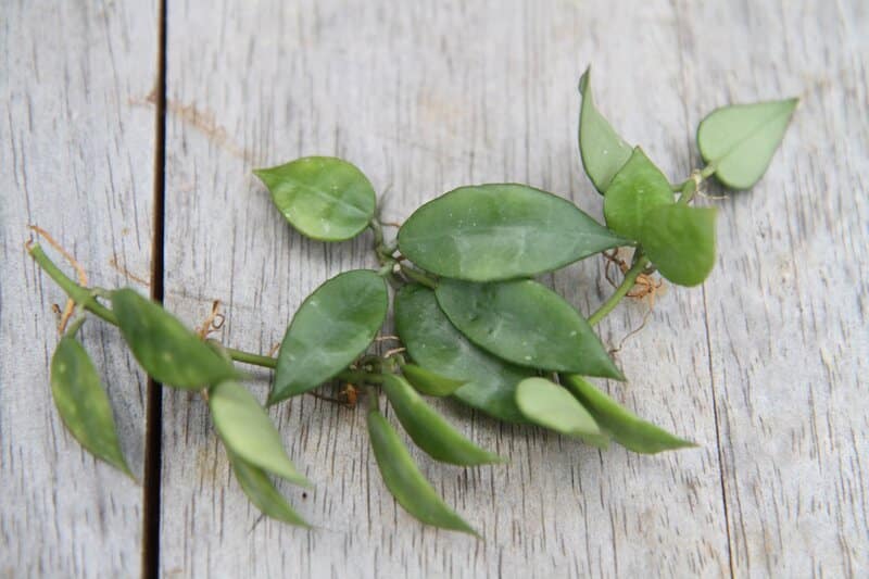 Hoya Lacunosa cuttings