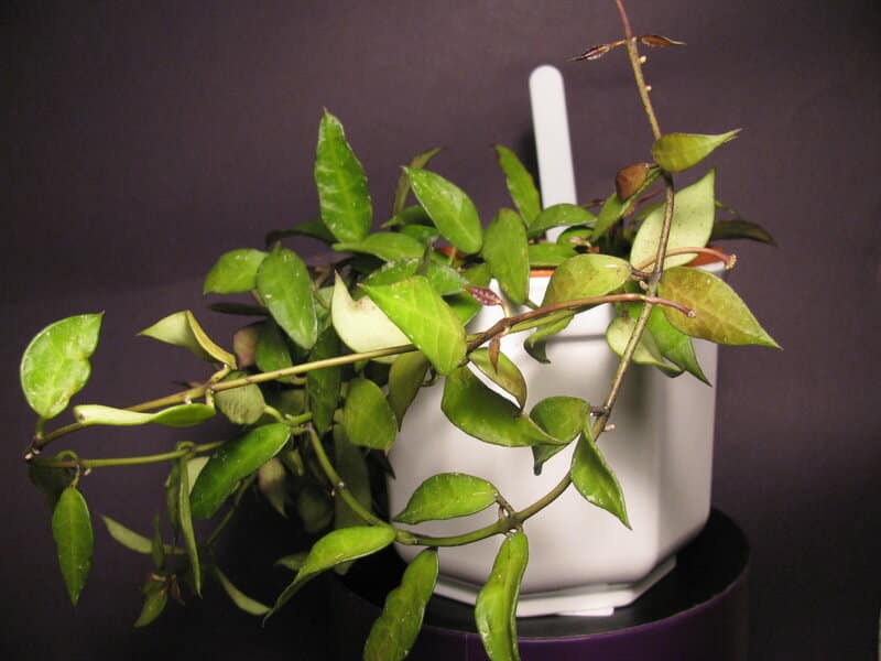 Hoya lacunosa foliage