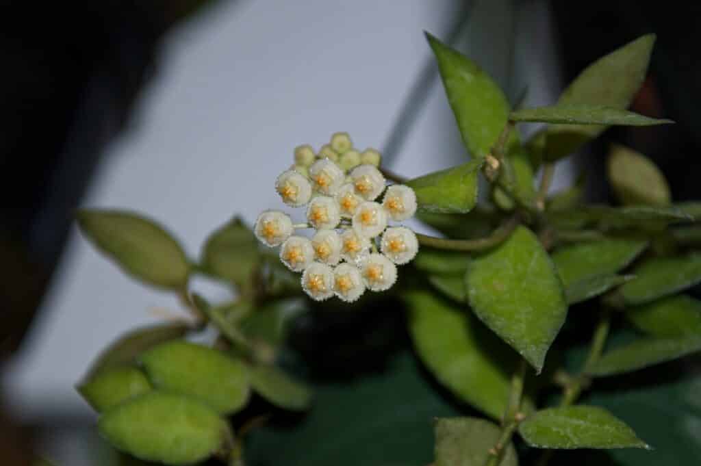Hoya linearis plant