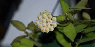 Hoya linearis plant