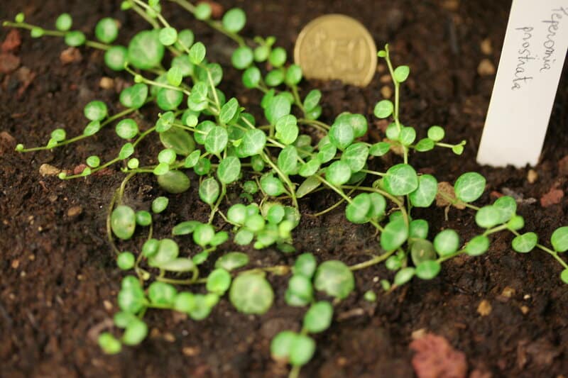 Peperomia Prostrata likes wet but not waterlogged soil